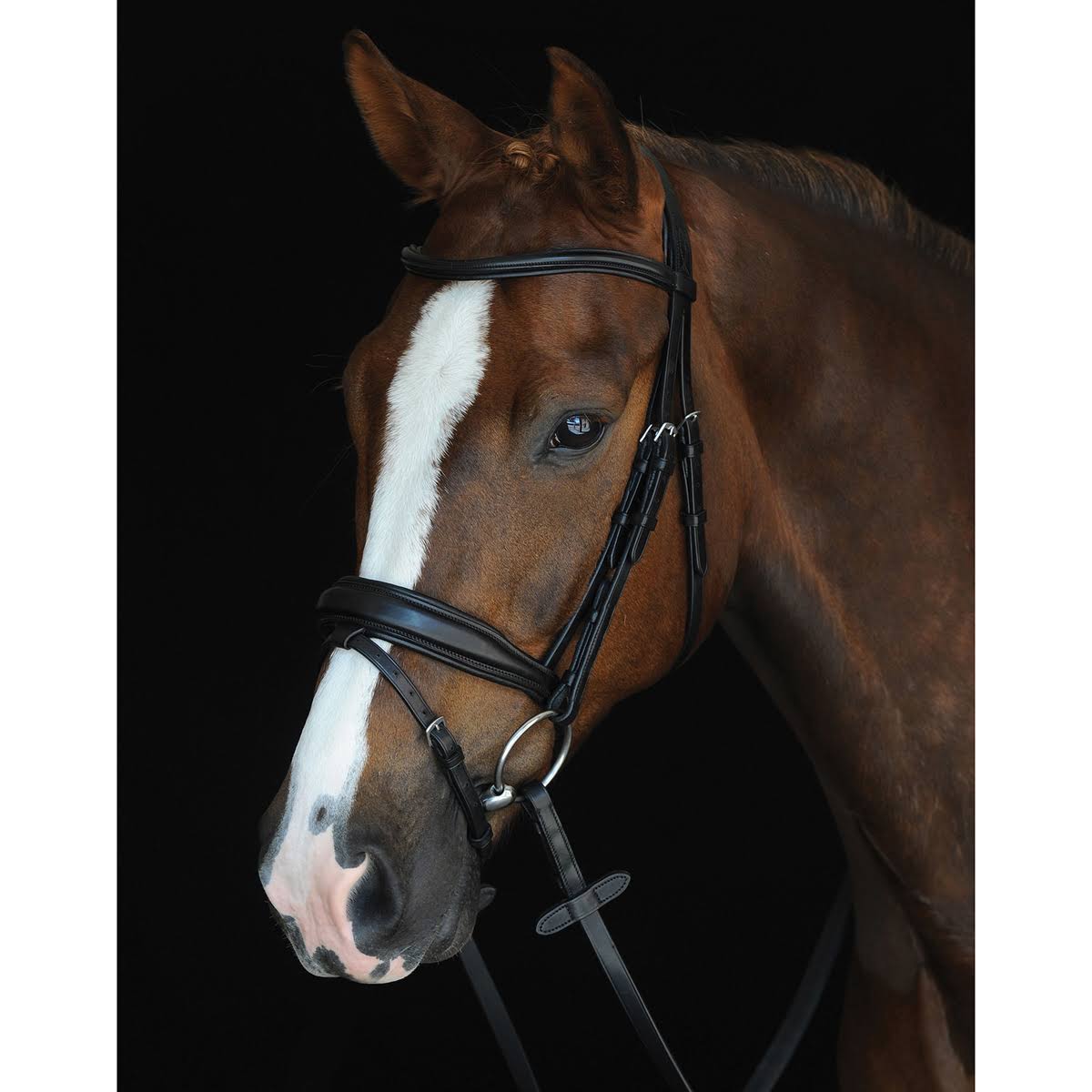 Black Warmblood Padded Raised Flash Bridle T15723