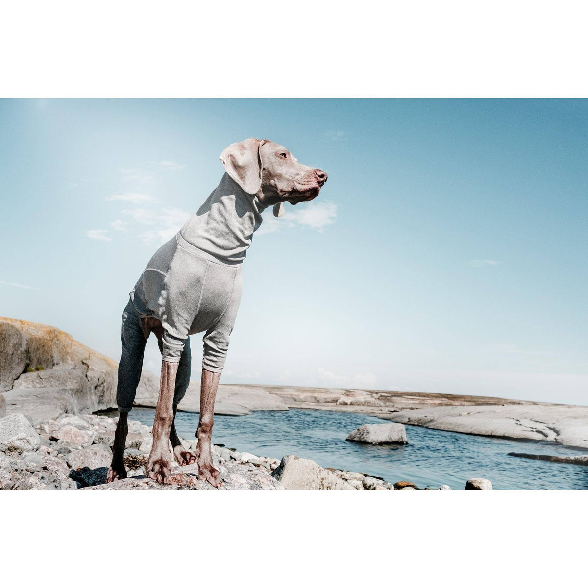 Carbon Grey Dog Body Warmer 24M Q535