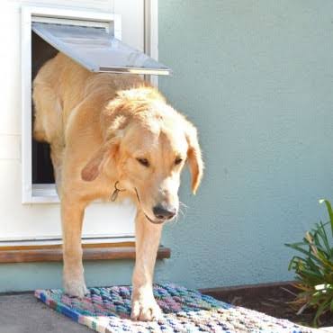 Tan Double Flap Pet Door R304325